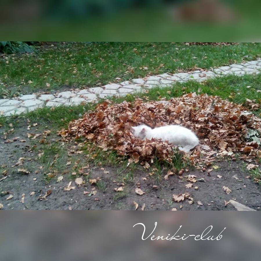 Veniki-Club Hotell Vorzelʼ Exteriör bild